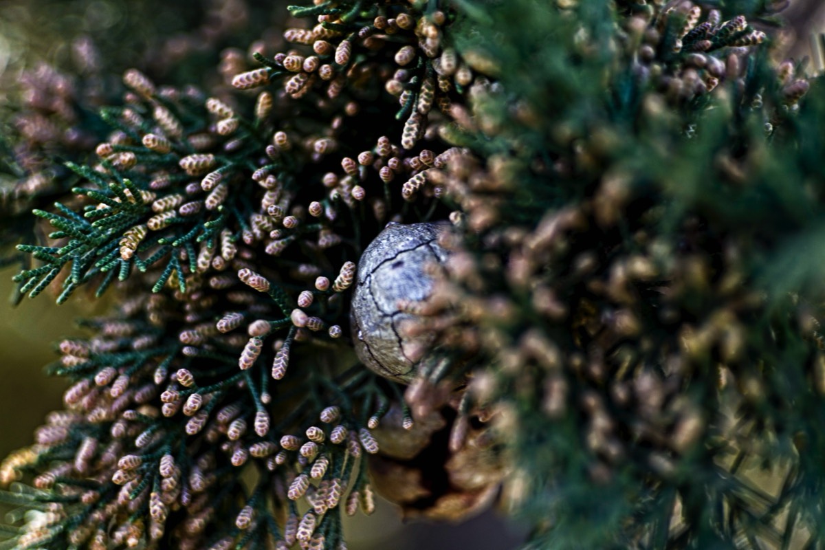 Series of images taken by Steve Cushing on an 1962-A-Schacht-Ulm-Edixa-Mat-Travenar-90mm-f2.8  and mirrorless camera using old lens and homemade adapter. 