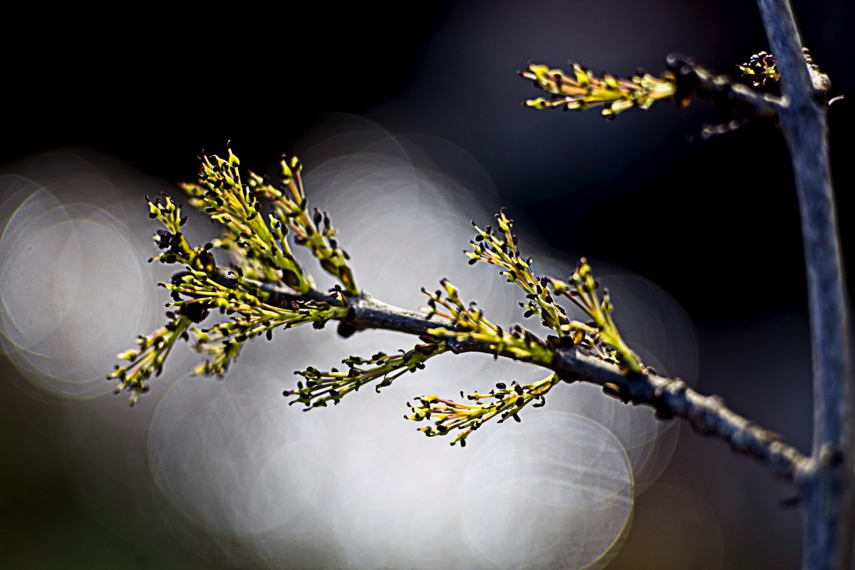 Series of images taken by Steve Cushing on an 1962-A-Schacht-Ulm-Edixa-Mat-Travenar-90mm-f2.8  and mirrorless camera using old lens and homemade adapter. 
