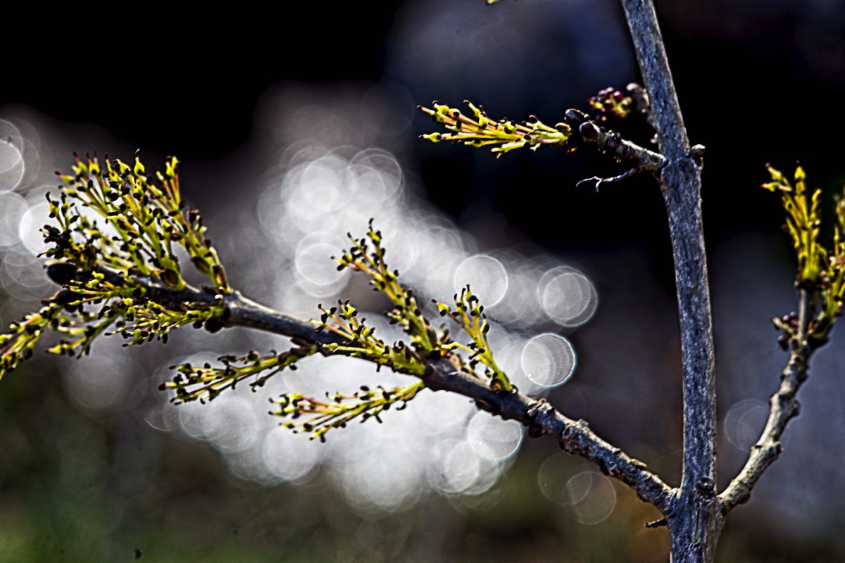 Series of images taken by Steve Cushing on an 1962-A-Schacht-Ulm-Edixa-Mat-Travenar-90mm-f2.8  and mirrorless camera using old lens and homemade adapter. 