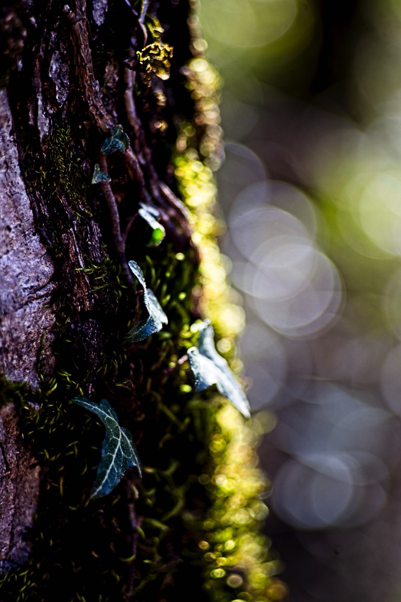 Series of images taken by Steve Cushing on an 1962-A-Schacht-Ulm-Edixa-Mat-Travenar-90mm-f2.8  and mirrorless camera using old lens and homemade adapter. 