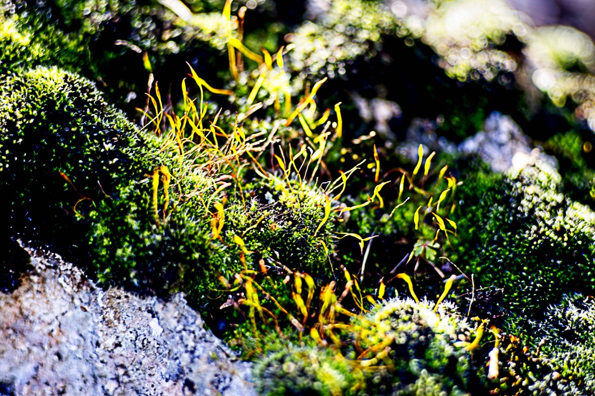 Series of images taken by Steve Cushing on an 1962-A-Schacht-Ulm-Edixa-Mat-Travenar-90mm-f2.8  and mirrorless camera using old lens and homemade adapter. 
