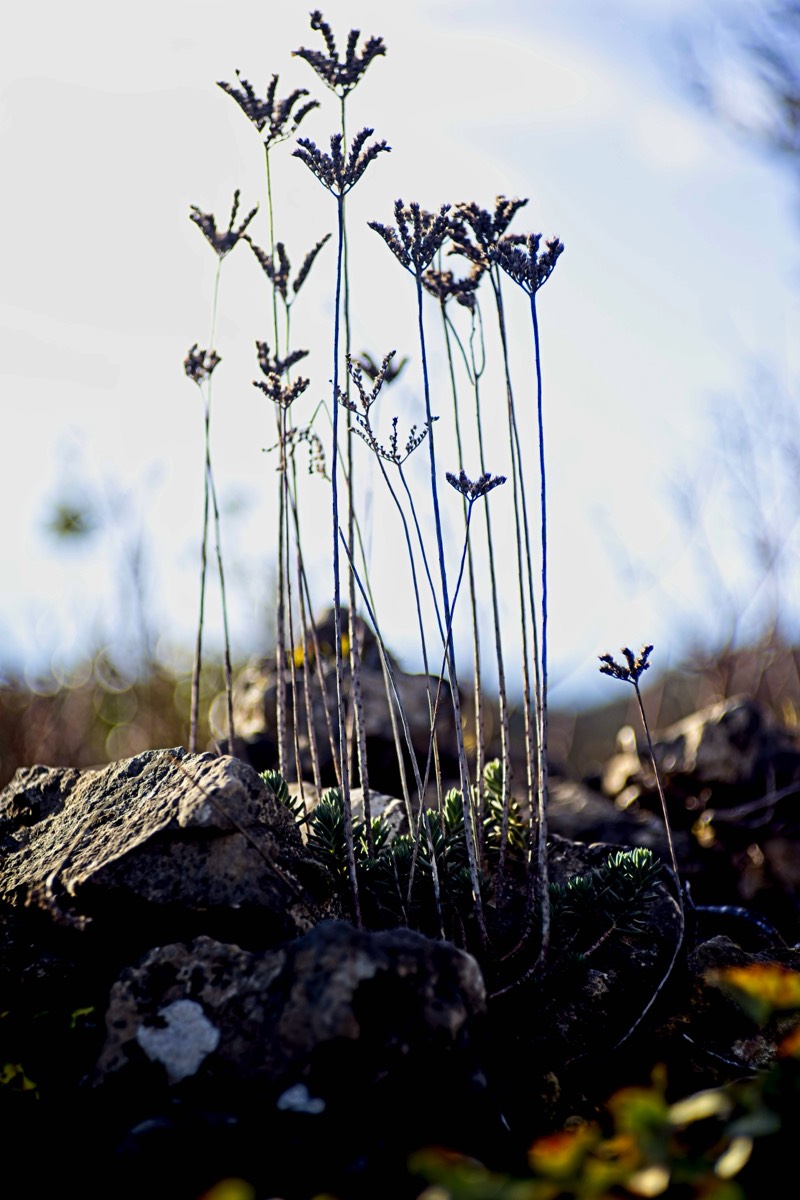 Series of images taken by Steve Cushing on an 1962-A-Schacht-Ulm-Edixa-Mat-Travenar-90mm-f2.8  and mirrorless camera using old lens and homemade adapter. 
