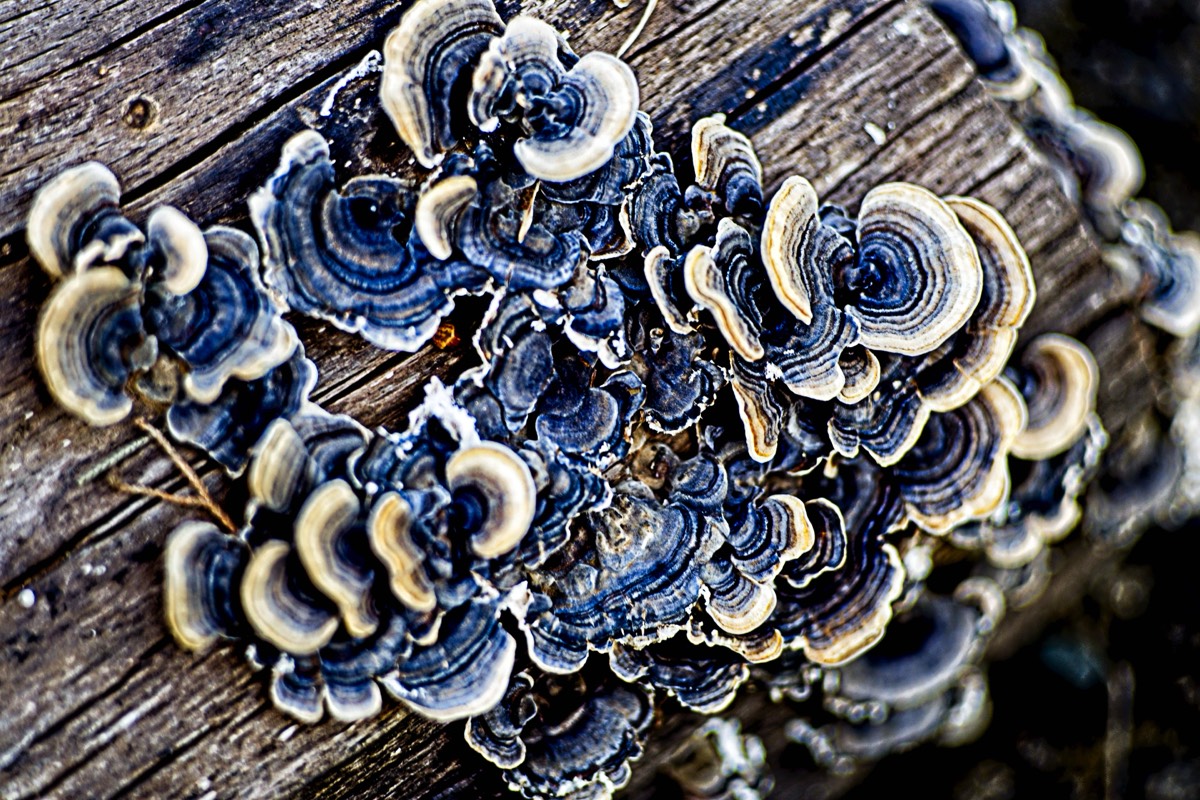 Series of images taken by Steve Cushing on an 1962-A-Schacht-Ulm-Edixa-Mat-Travenar-90mm-f2.8  and mirrorless camera using old lens and homemade adapter. 