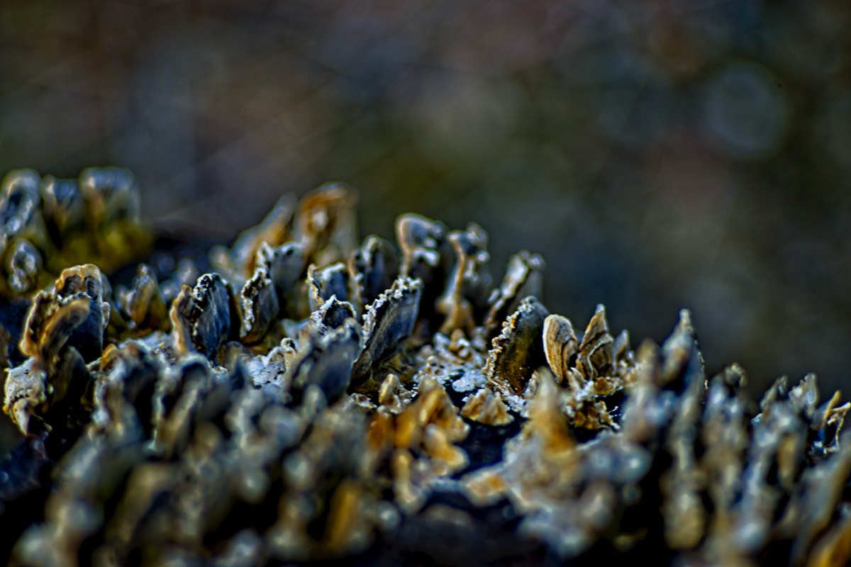 Series of images taken by Steve Cushing on an 1962-A-Schacht-Ulm-Edixa-Mat-Travenar-90mm-f2.8  and mirrorless camera using old lens and homemade adapter. 