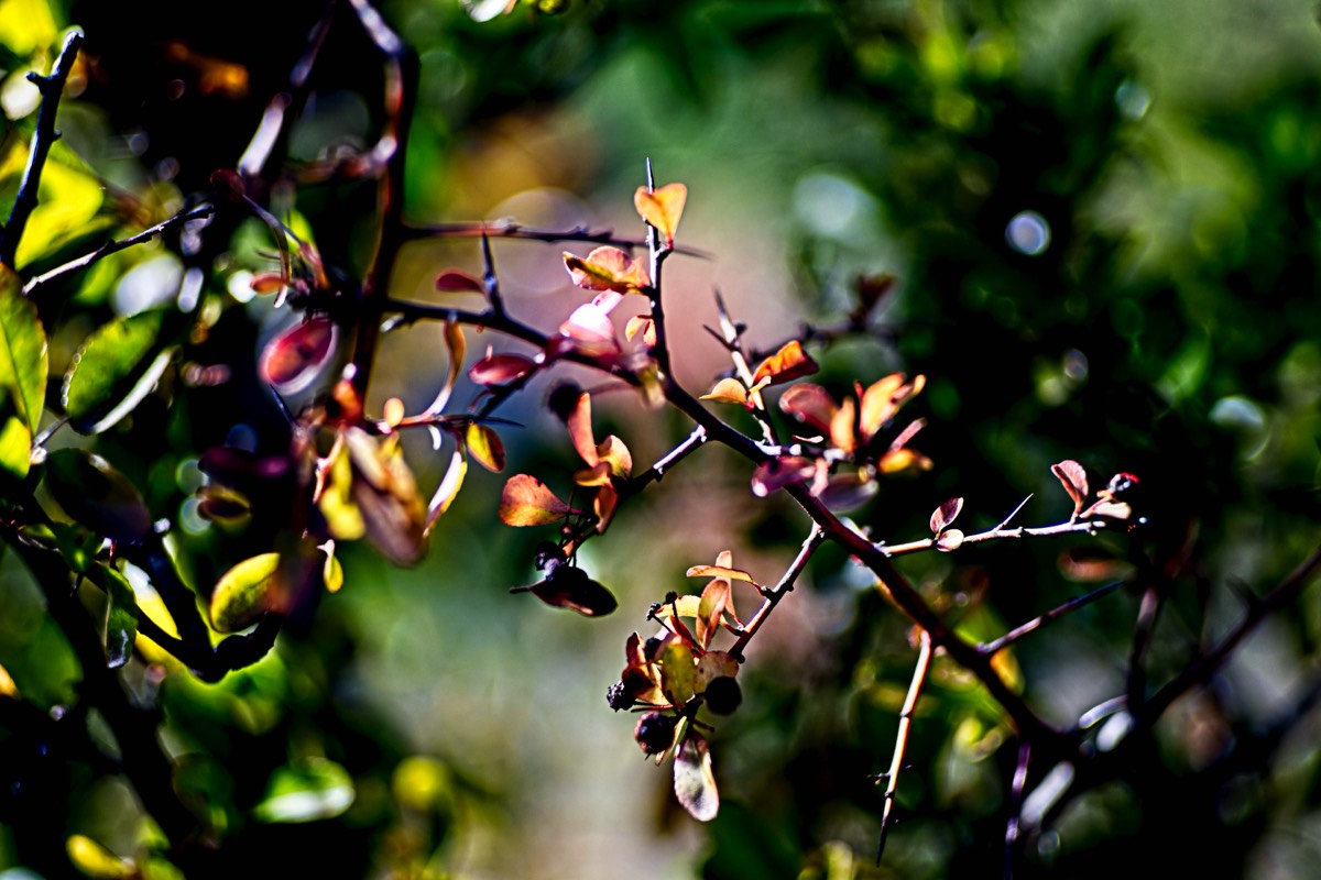 Series of images taken by Steve Cushing on an 1962-A-Schacht-Ulm-Edixa-Mat-Travenar-90mm-f2.8  and mirrorless camera using old lens and homemade adapter. 