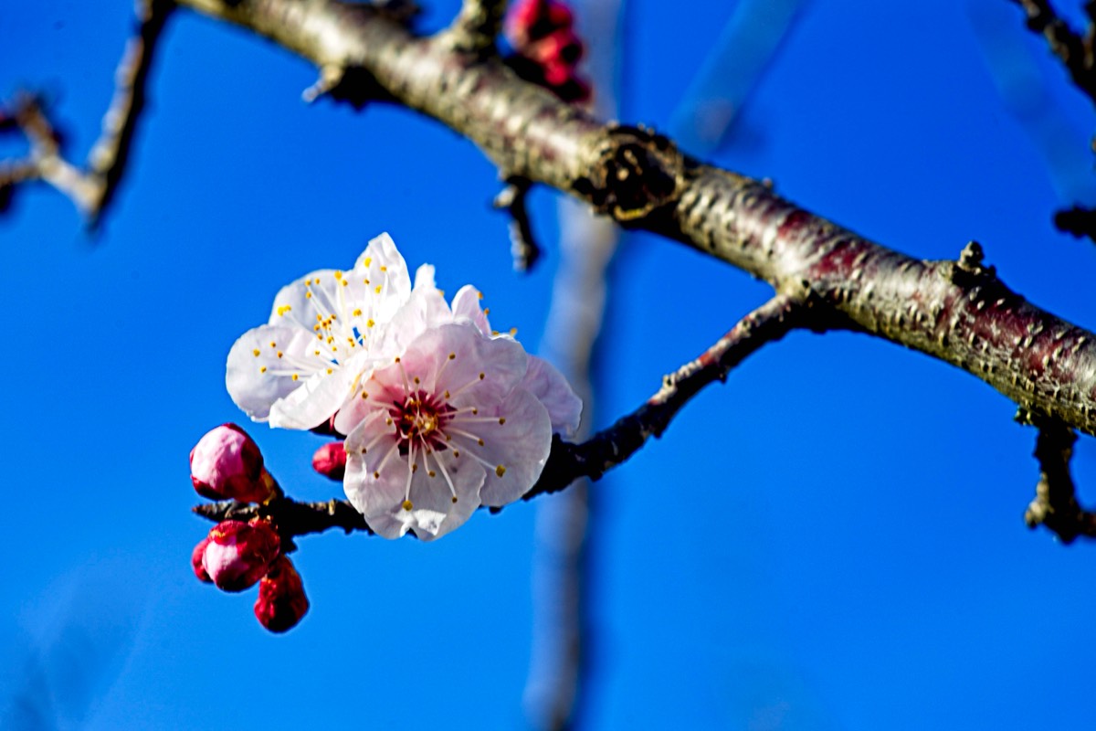 Series of images taken by Steve Cushing on an 1962-A-Schacht-Ulm-Edixa-Mat-Travenar-90mm-f2.8  and mirrorless camera using old lens and homemade adapter. 