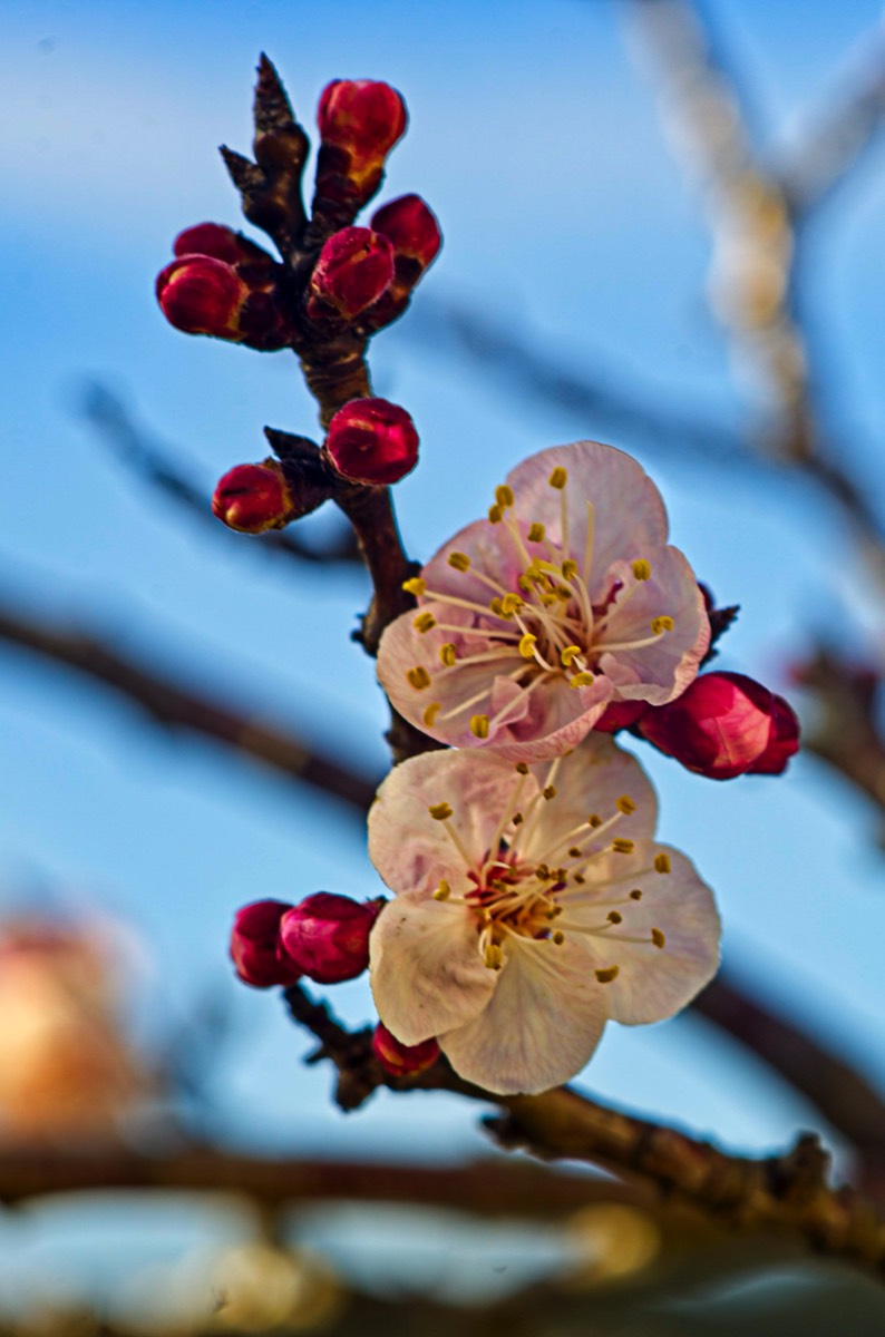 Series of images taken by Steve Cushing on an 1962-A-Schacht-Ulm-Edixa-Mat-Travenar-90mm-f2.8  and mirrorless camera using old lens and homemade adapter. 