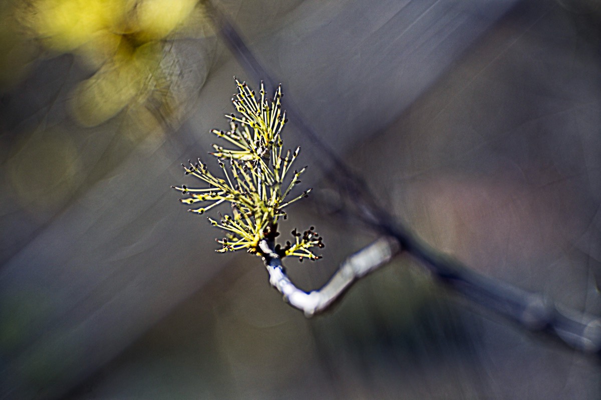 Series of images taken by Steve Cushing on an 1962-A-Schacht-Ulm-Edixa-Mat-Travenar-90mm-f2.8  and mirrorless camera using old lens and homemade adapter. 