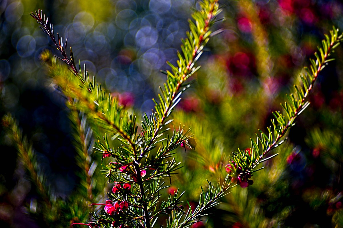 Series of images taken by Steve Cushing on an 1962-A-Schacht-Ulm-Edixa-Mat-Travenar-90mm-f2.8  and mirrorless camera using old lens and homemade adapter. 