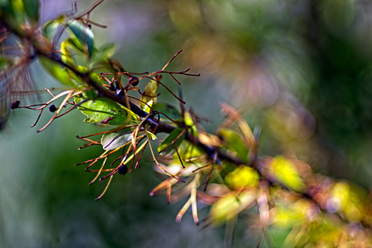 Series of images taken by Steve Cushing on an 1962-A-Schacht-Ulm-Edixa-Mat-Travenar-90mm-f2.8  and mirrorless camera using old lens and homemade adapter. 