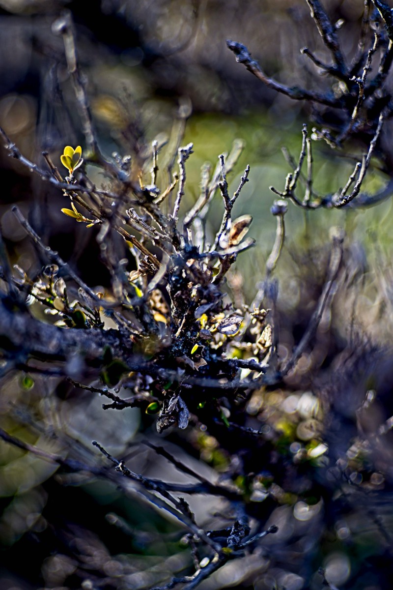 Series of images taken by Steve Cushing on an 1962-A-Schacht-Ulm-Edixa-Mat-Travenar-90mm-f2.8  and mirrorless camera using old lens and homemade adapter. 