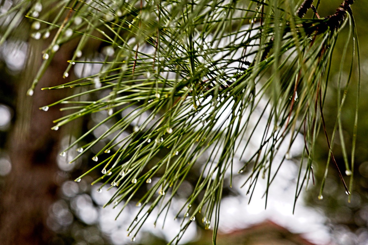 Series of images taken by Steve Cushing on an 1962-A-Schacht-Ulm-Edixa-Mat-Travenar-90mm-f2.8  and mirrorless camera using old lens and homemade adapter. 