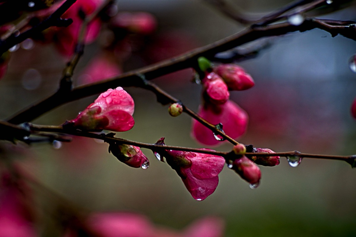 Series of images taken by Steve Cushing on an 1962-A-Schacht-Ulm-Edixa-Mat-Travenar-90mm-f2.8  and mirrorless camera using old lens and homemade adapter. 
