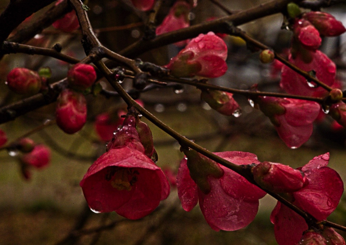 Series of images taken by Steve Cushing on an 1962-A-Schacht-Ulm-Edixa-Mat-Travenar-90mm-f2.8  and mirrorless camera using old lens and homemade adapter. 