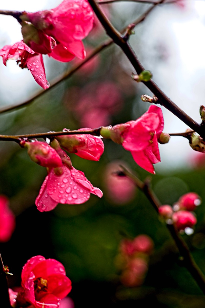 Series of images taken by Steve Cushing on an 1962-A-Schacht-Ulm-Edixa-Mat-Travenar-90mm-f2.8  and mirrorless camera using old lens and homemade adapter. 