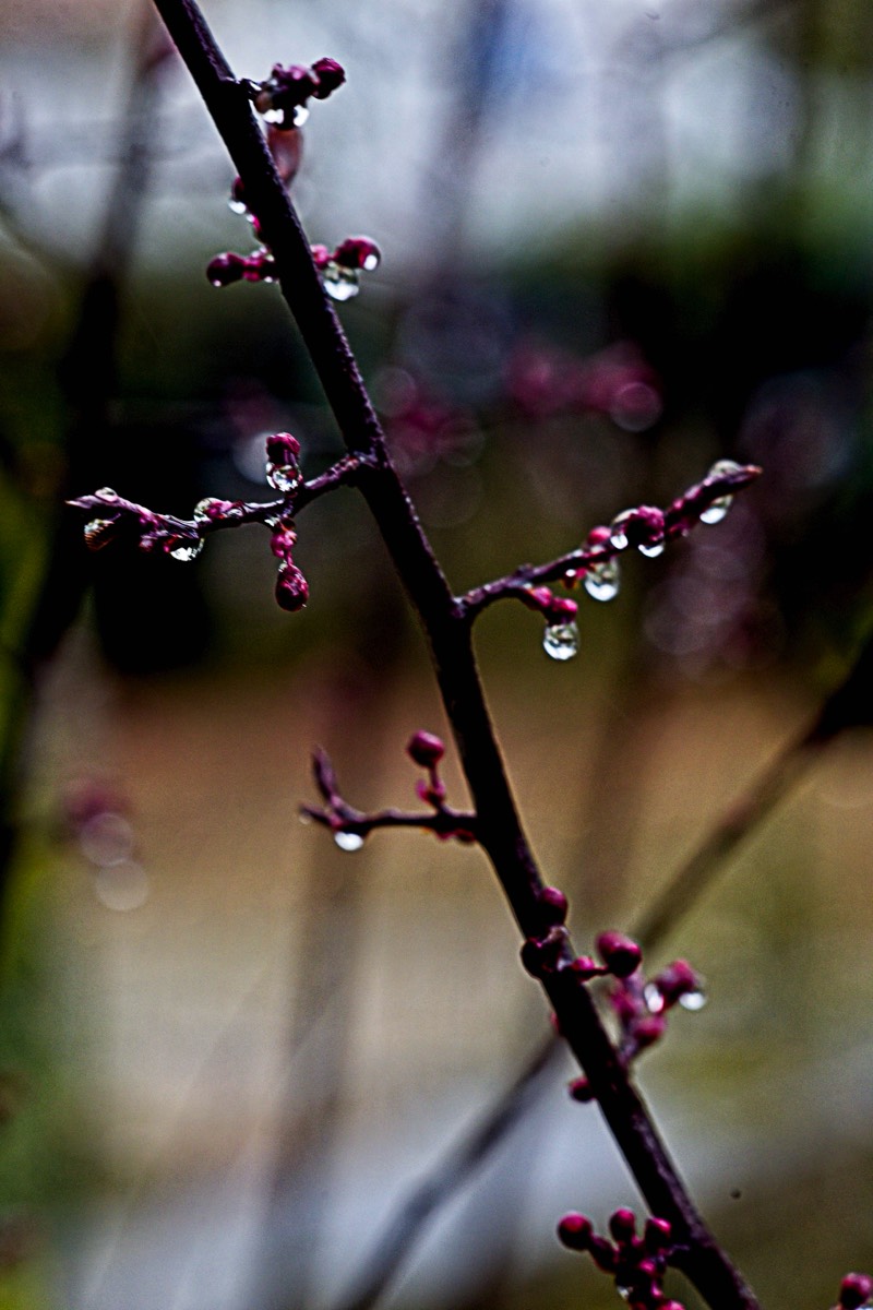 Series of images taken by Steve Cushing on an 1962-A-Schacht-Ulm-Edixa-Mat-Travenar-90mm-f2.8  and mirrorless camera using old lens and homemade adapter. 