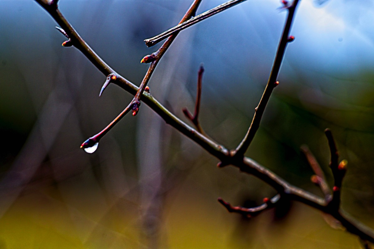 Series of images taken by Steve Cushing on an 1962-A-Schacht-Ulm-Edixa-Mat-Travenar-90mm-f2.8  and mirrorless camera using old lens and homemade adapter. 