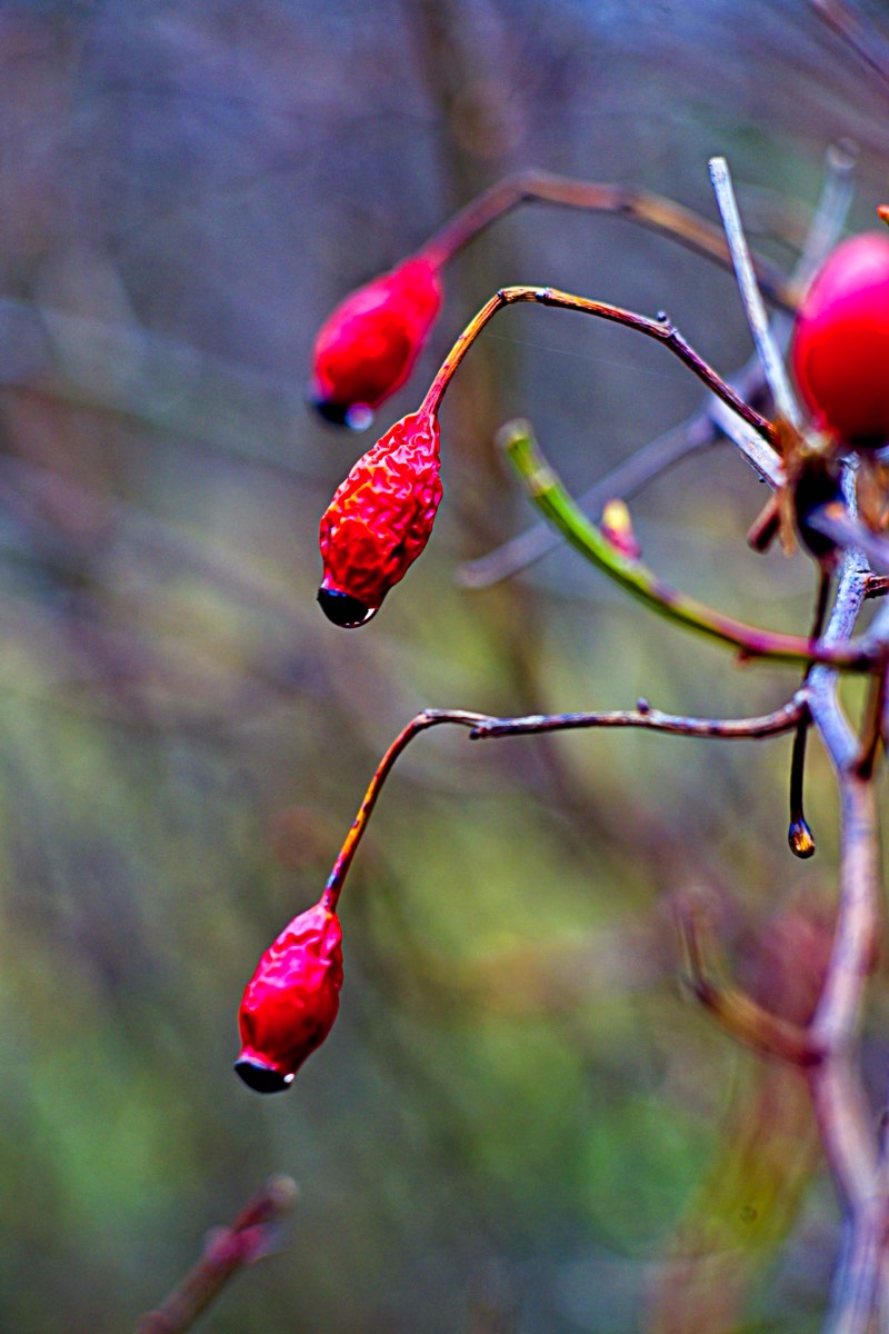 Series of images taken by Steve Cushing on an 1962-A-Schacht-Ulm-Edixa-Mat-Travenar-90mm-f2.8  and mirrorless camera using old lens and homemade adapter. 