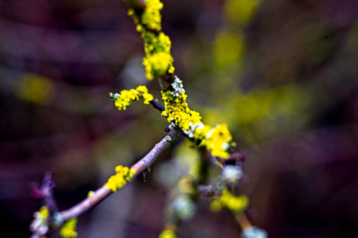 Series of images taken by Steve Cushing on an 1962-A-Schacht-Ulm-Edixa-Mat-Travenar-90mm-f2.8  and mirrorless camera using old lens and homemade adapter. 