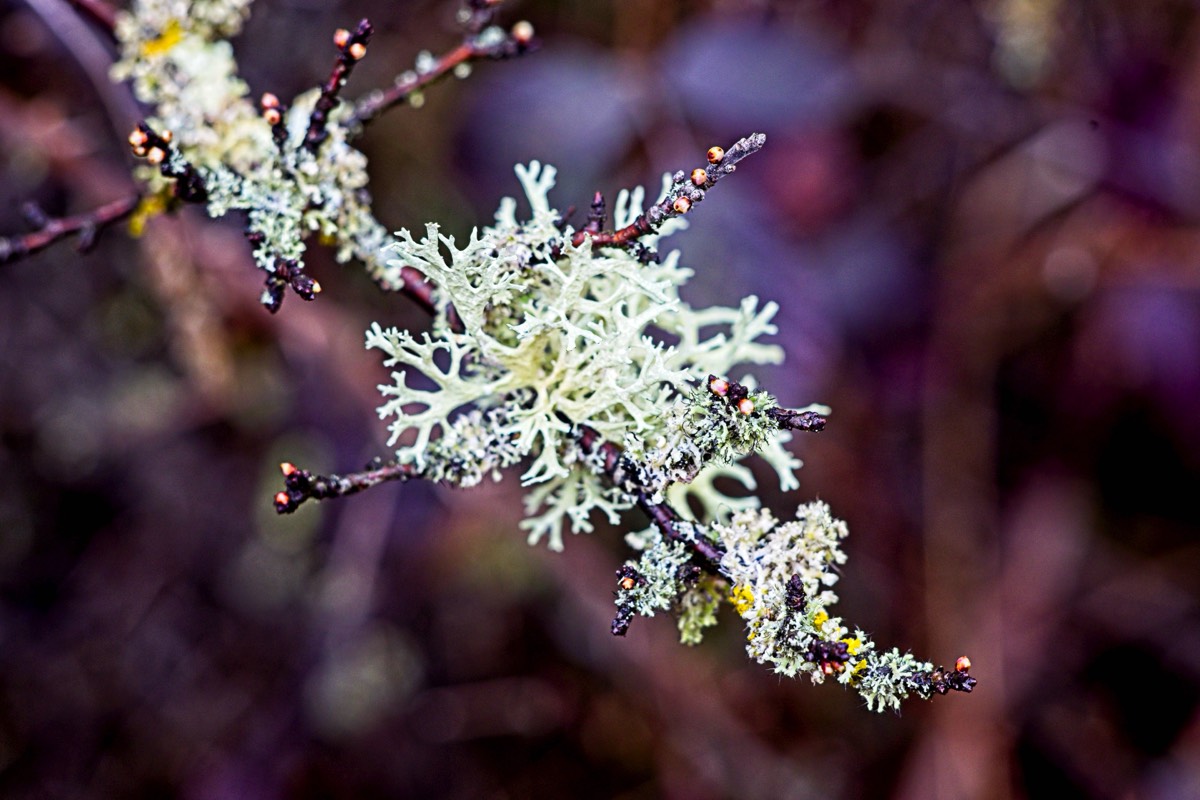 Series of images taken by Steve Cushing on an 1962-A-Schacht-Ulm-Edixa-Mat-Travenar-90mm-f2.8  and mirrorless camera using old lens and homemade adapter. 