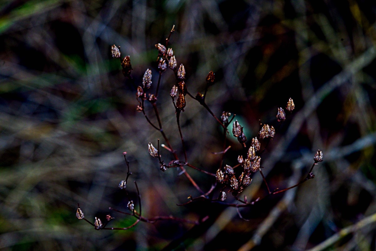 Series of images taken by Steve Cushing on an 1962-A-Schacht-Ulm-Edixa-Mat-Travenar-90mm-f2.8  and mirrorless camera using old lens and homemade adapter. 