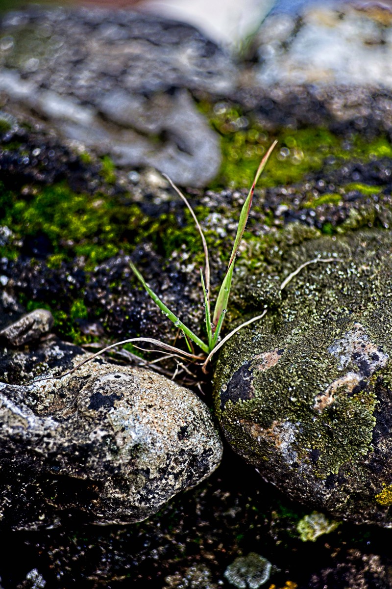 Series of images taken by Steve Cushing on an 1962-A-Schacht-Ulm-Edixa-Mat-Travenar-90mm-f2.8  and mirrorless camera using old lens and homemade adapter. 