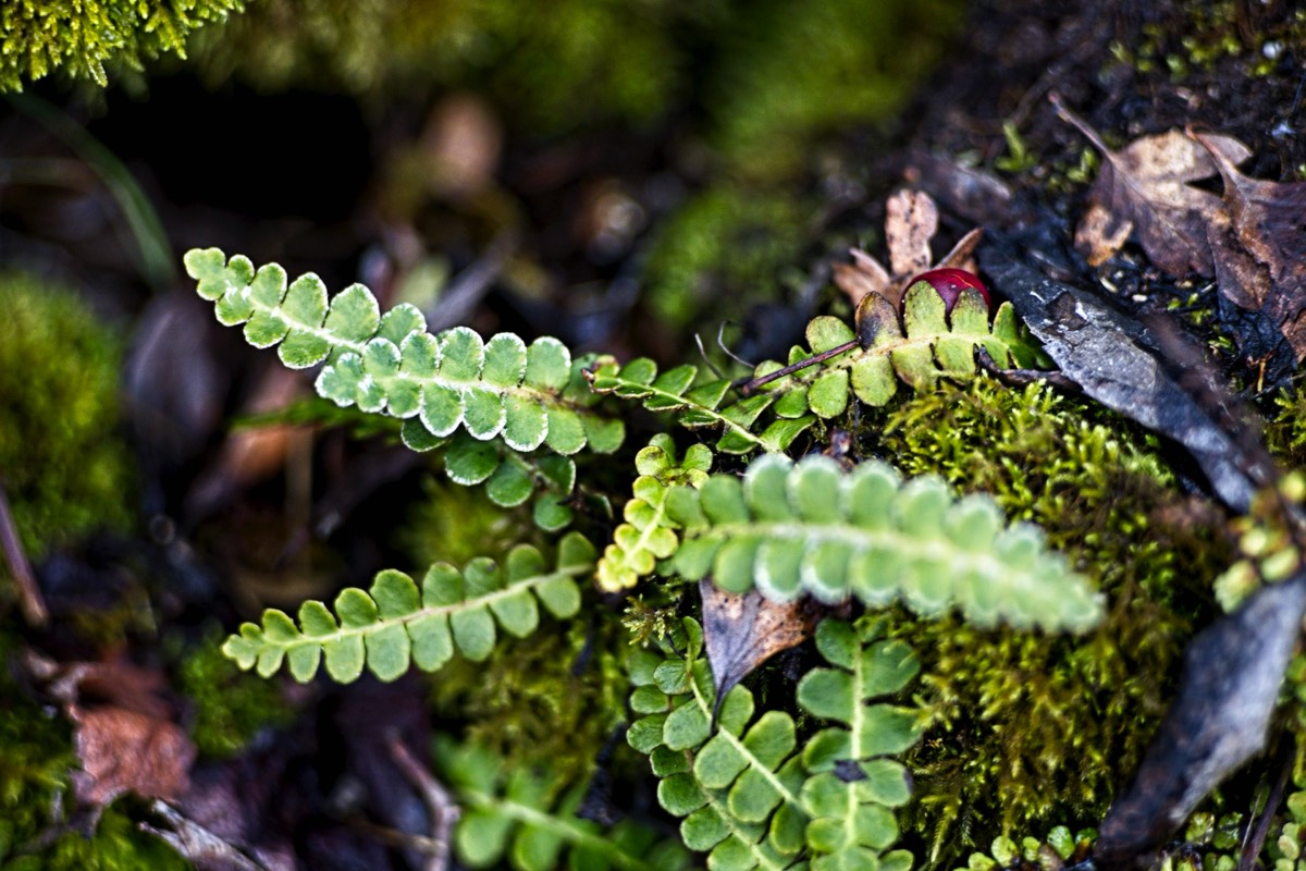Series of images taken by Steve Cushing on an 1962-A-Schacht-Ulm-Edixa-Mat-Travenar-90mm-f2.8  and mirrorless camera using old lens and homemade adapter. 