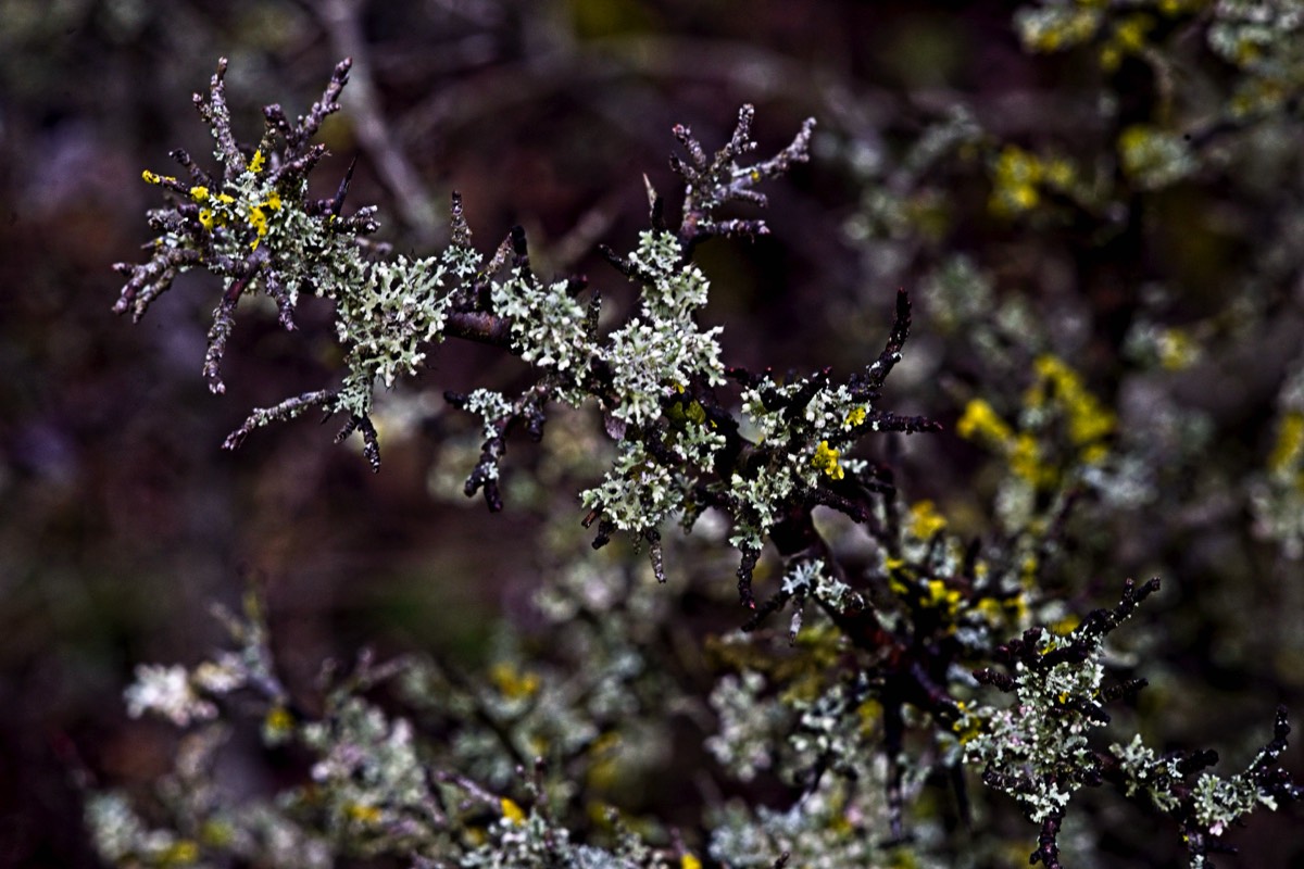 Series of images taken by Steve Cushing on an 1962-A-Schacht-Ulm-Edixa-Mat-Travenar-90mm-f2.8  and mirrorless camera using old lens and homemade adapter. 