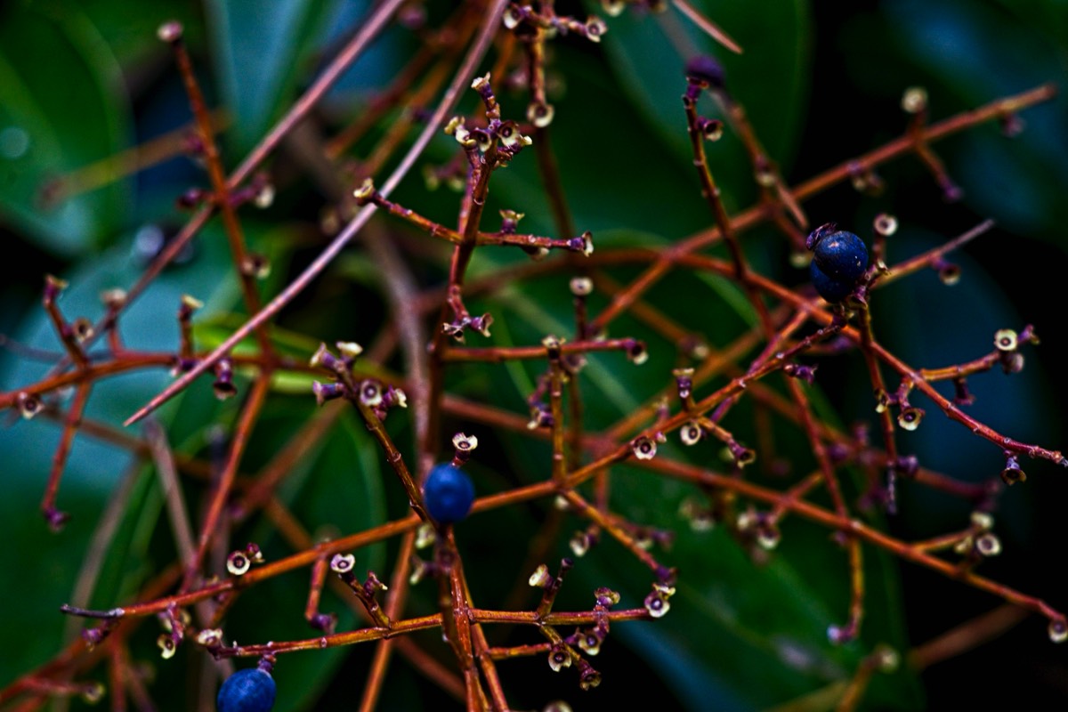 Series of images taken by Steve Cushing on an 1962-A-Schacht-Ulm-Edixa-Mat-Travenar-90mm-f2.8  and mirrorless camera using old lens and homemade adapter. 