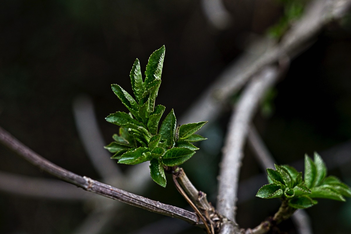 Series of images taken by Steve Cushing on an 1962-A-Schacht-Ulm-Edixa-Mat-Travenar-90mm-f2.8  and mirrorless camera using old lens and homemade adapter. 