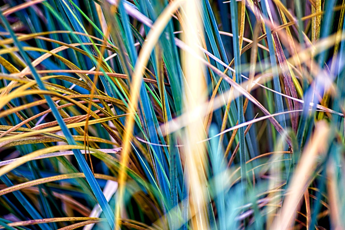 Series of images taken by Steve Cushing on an 1962-A-Schacht-Ulm-Edixa-Mat-Travenar-90mm-f2.8  and mirrorless camera using old lens and homemade adapter. 