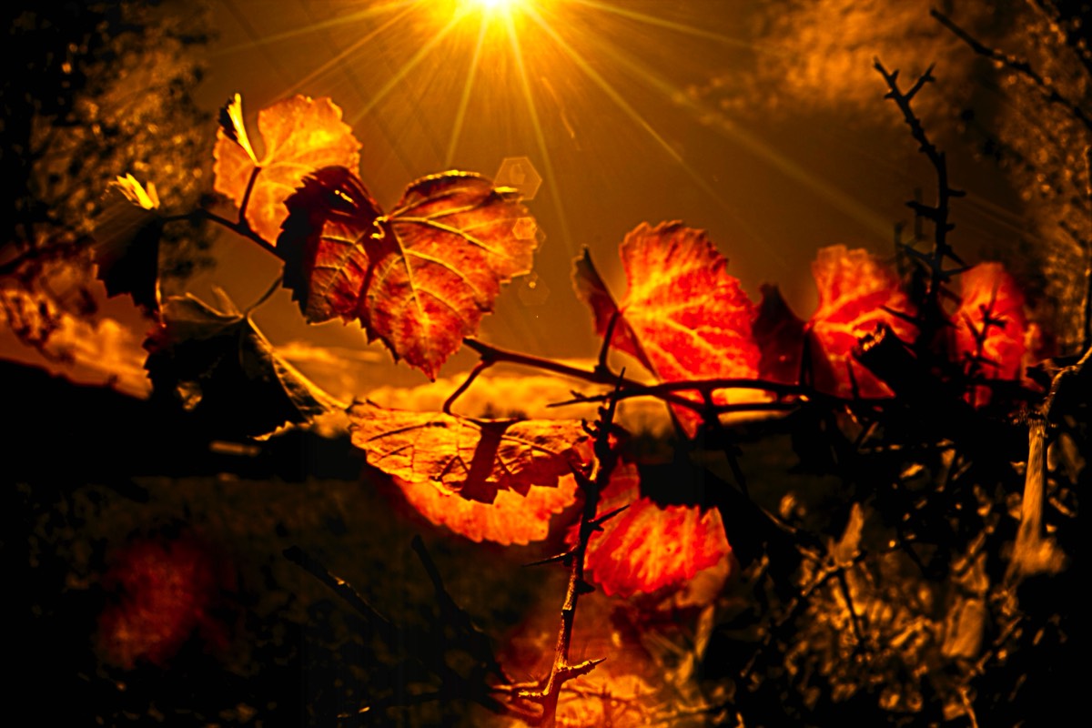 Series of images taken by Steve Cushing on anAsahi Takumar 17 f4 Fish Eye and mirrorless camera using old lens and homemade adapter. 