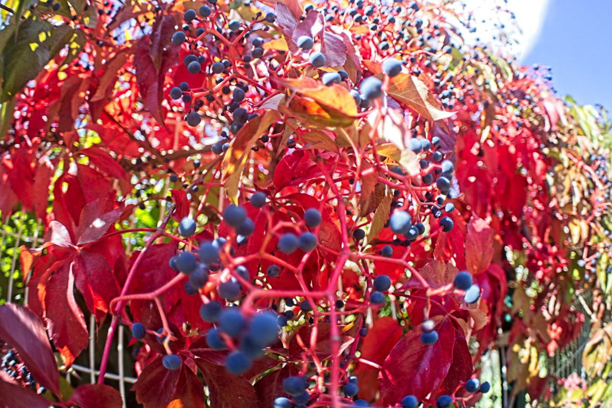 Series of images taken by Steve Cushing on anAsahi Takumar 17 f4 Fish Eye and mirrorless camera using old lens and homemade adapter. 