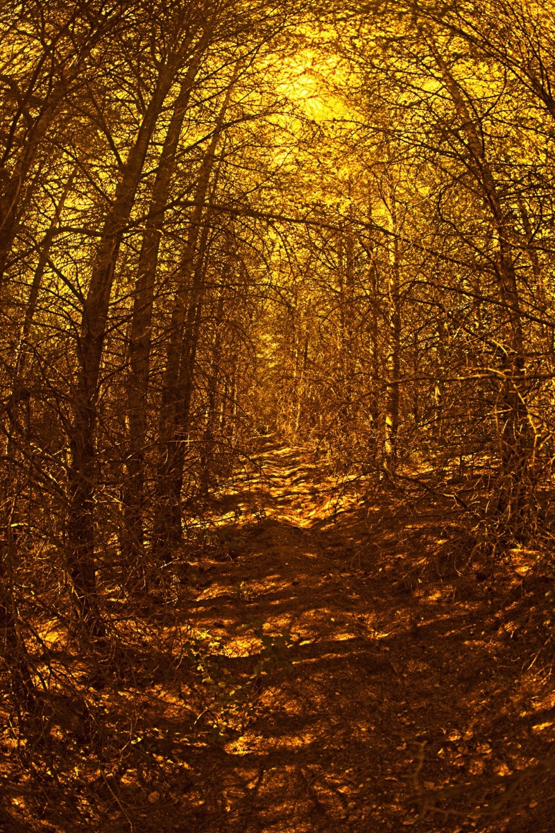 Series of images taken by Steve Cushing on anAsahi Takumar 17 f4 Fish Eye and mirrorless camera using old lens and homemade adapter. 