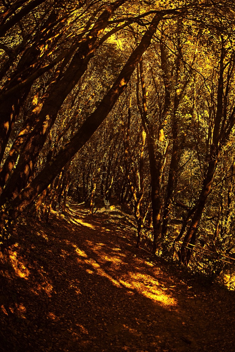 Series of images taken by Steve Cushing on anAsahi Takumar 17 f4 Fish Eye and mirrorless camera using old lens and homemade adapter. 