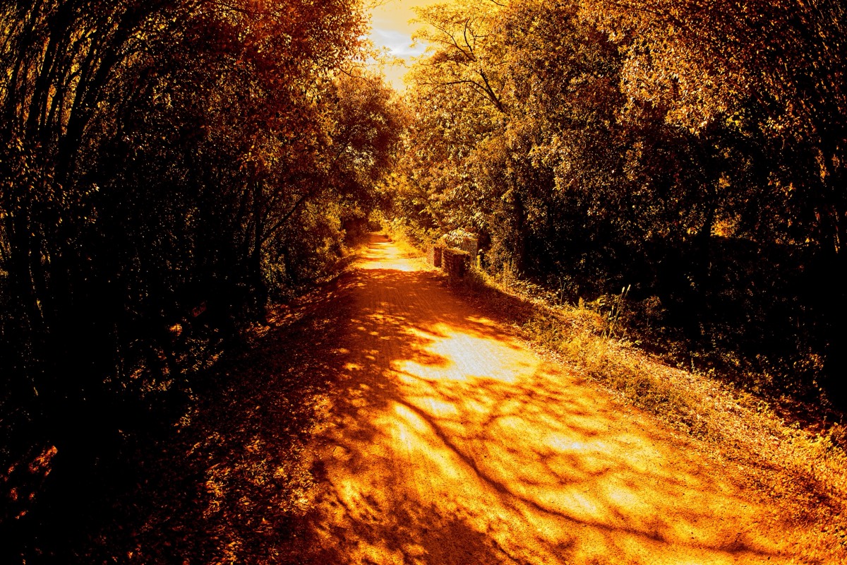 Series of images taken by Steve Cushing on anAsahi Takumar 17 f4 Fish Eye and mirrorless camera using old lens and homemade adapter. 