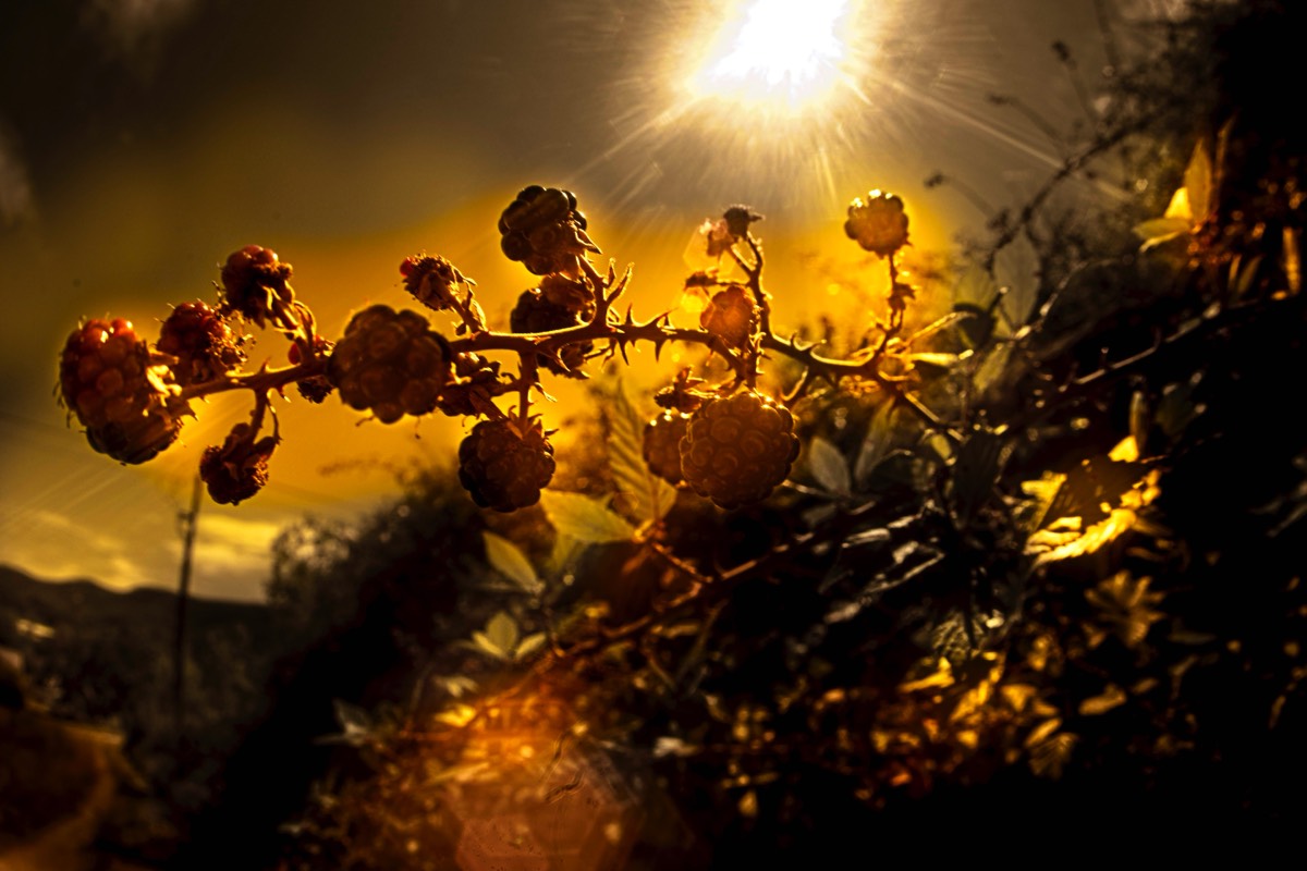 Series of images taken by Steve Cushing on anAsahi Takumar 17 f4 Fish Eye and mirrorless camera using old lens and homemade adapter. 