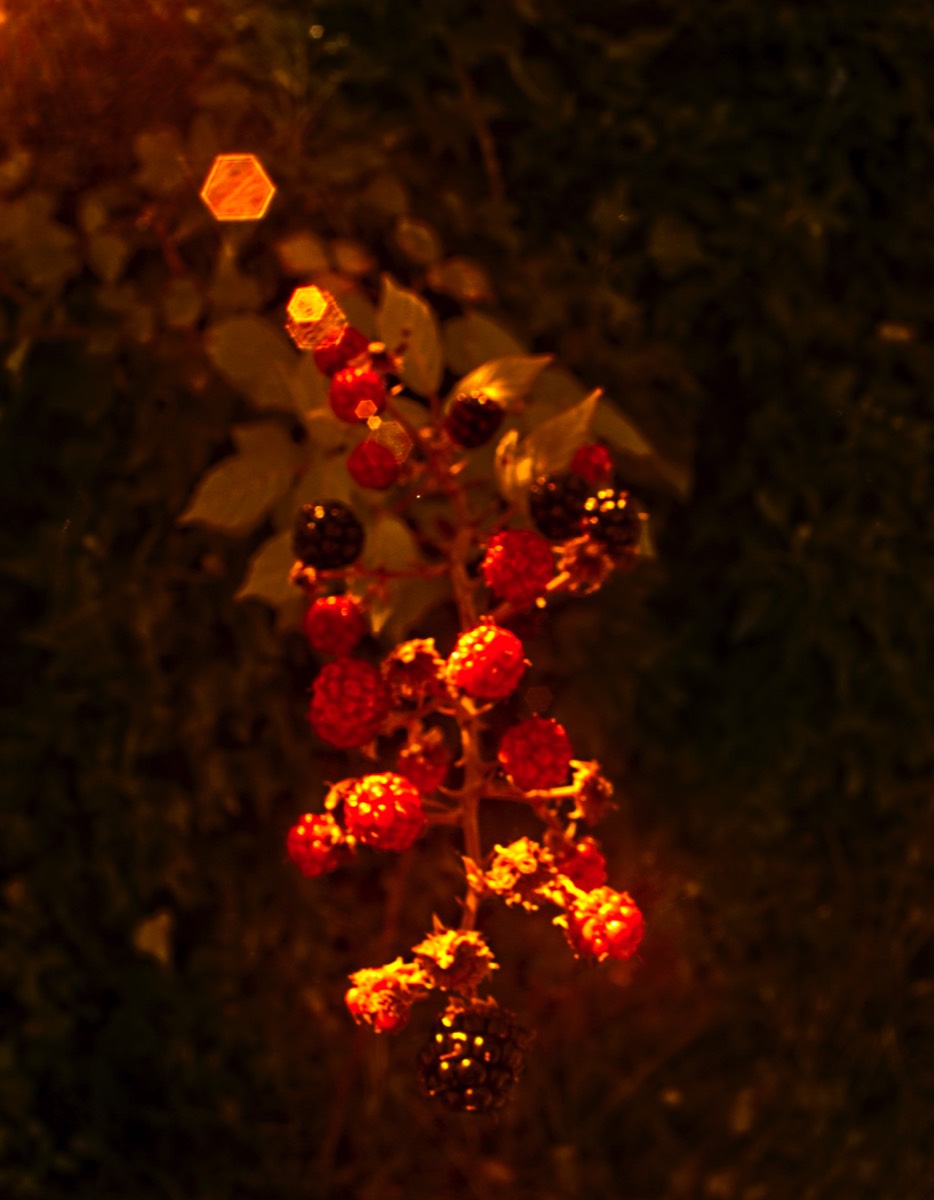 Series of images taken by Steve Cushing on anAsahi Takumar 17 f4 Fish Eye and mirrorless camera using old lens and homemade adapter. 