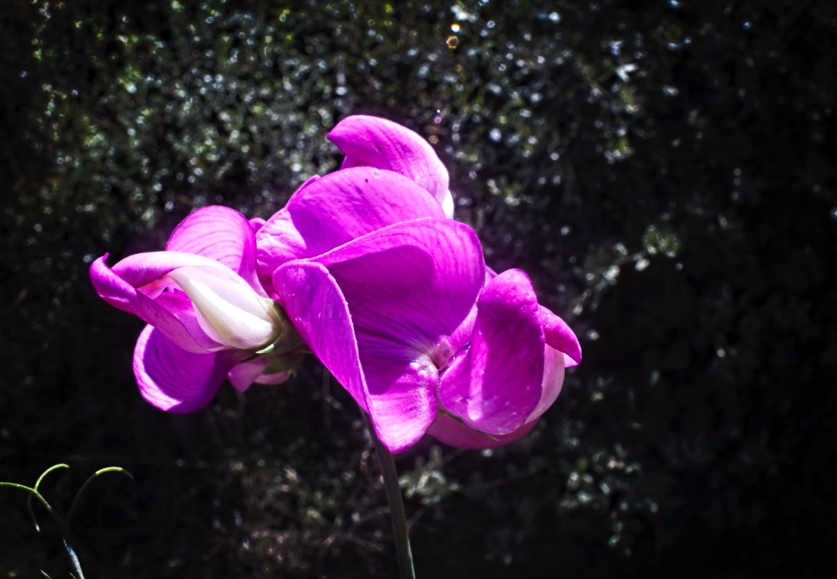 Series of images taken by Steve Cushing on anAsahi Takumar 17 f4 Fish Eye and mirrorless camera using old lens and homemade adapter. 