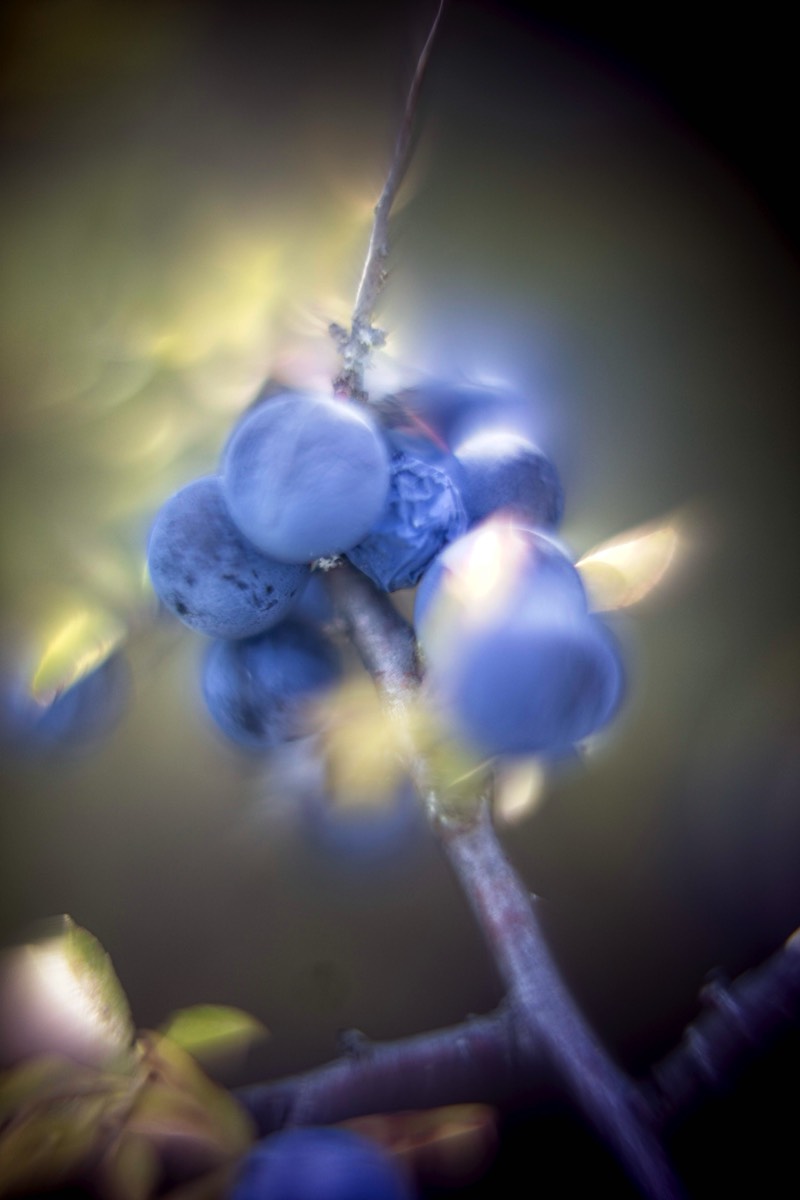 Series of images taken by Steve Cushing on Carl Zeiss Jena R-Biotar 50 f0.7 and mirrorless camera using old lens and homemade adapter. 