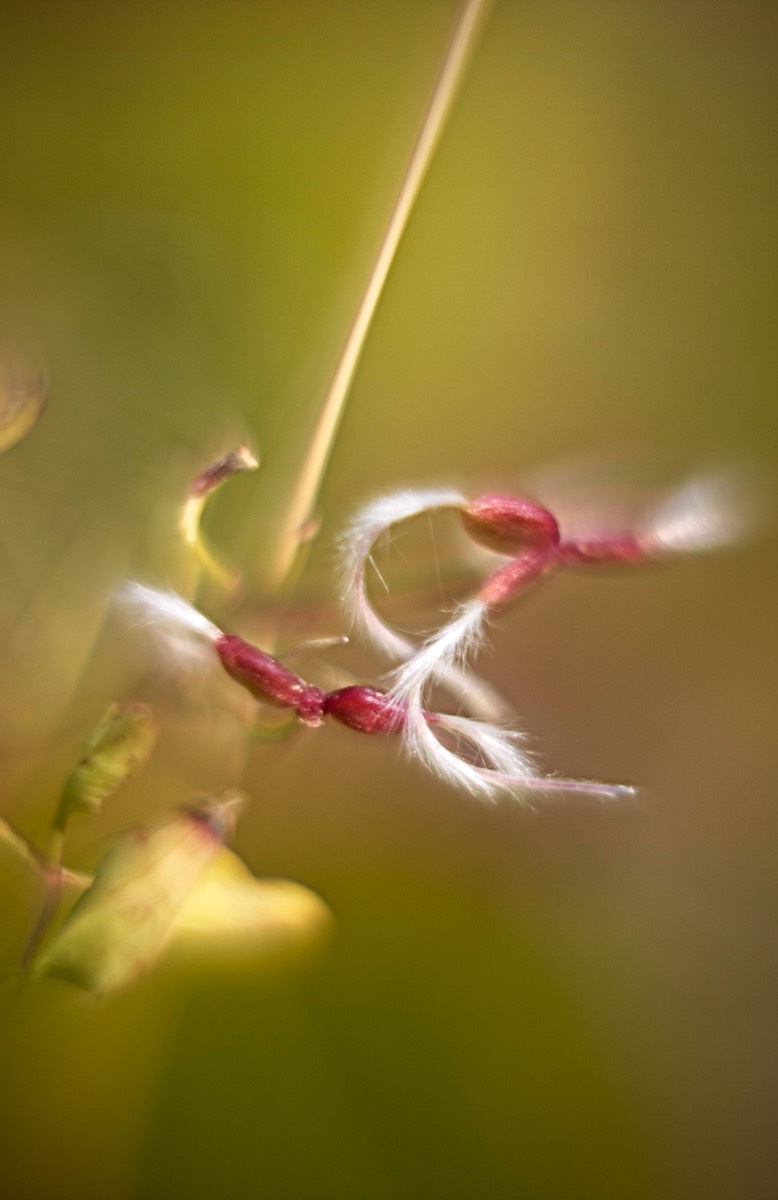 Series of images taken by Steve Cushing on Carl Zeiss Jena R-Biotar 50 f0.7 and mirrorless camera using old lens and homemade adapter. 