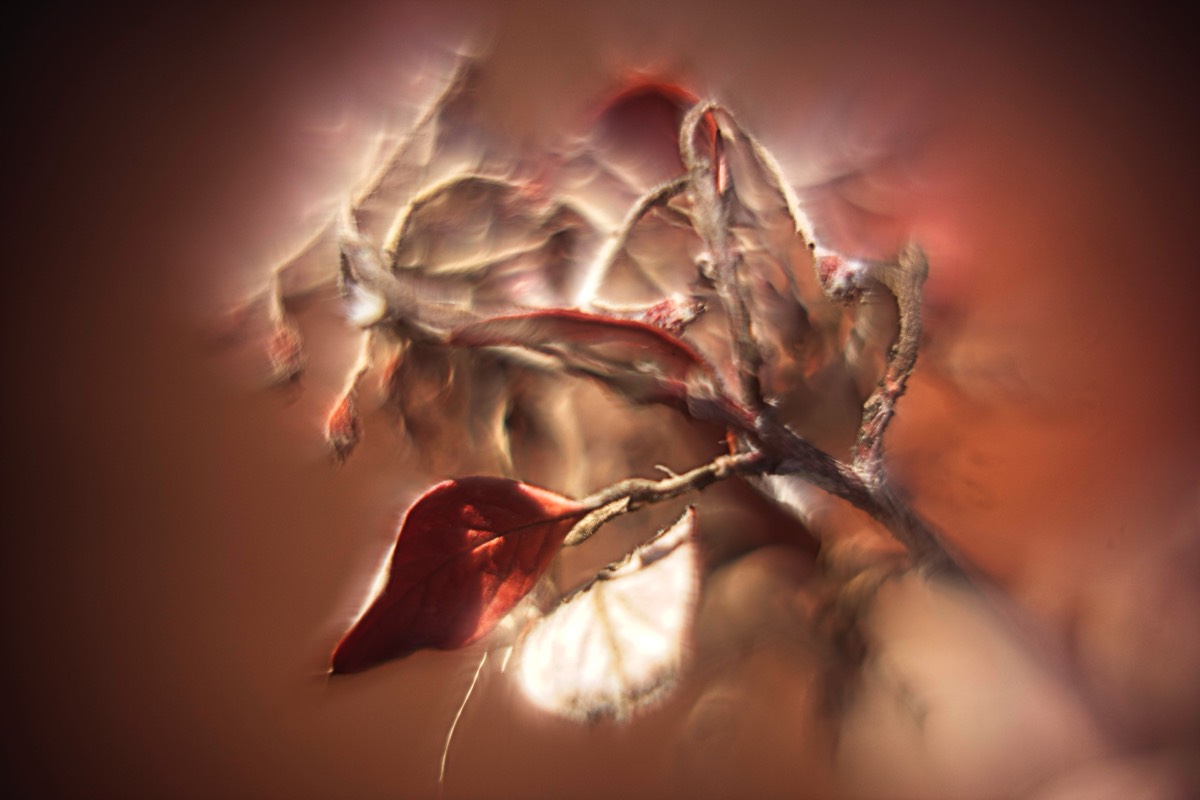 Series of images taken by Steve Cushing on Carl Zeiss Jena R-Biotar 50 f0.7 and mirrorless camera using old lens and homemade adapter. 