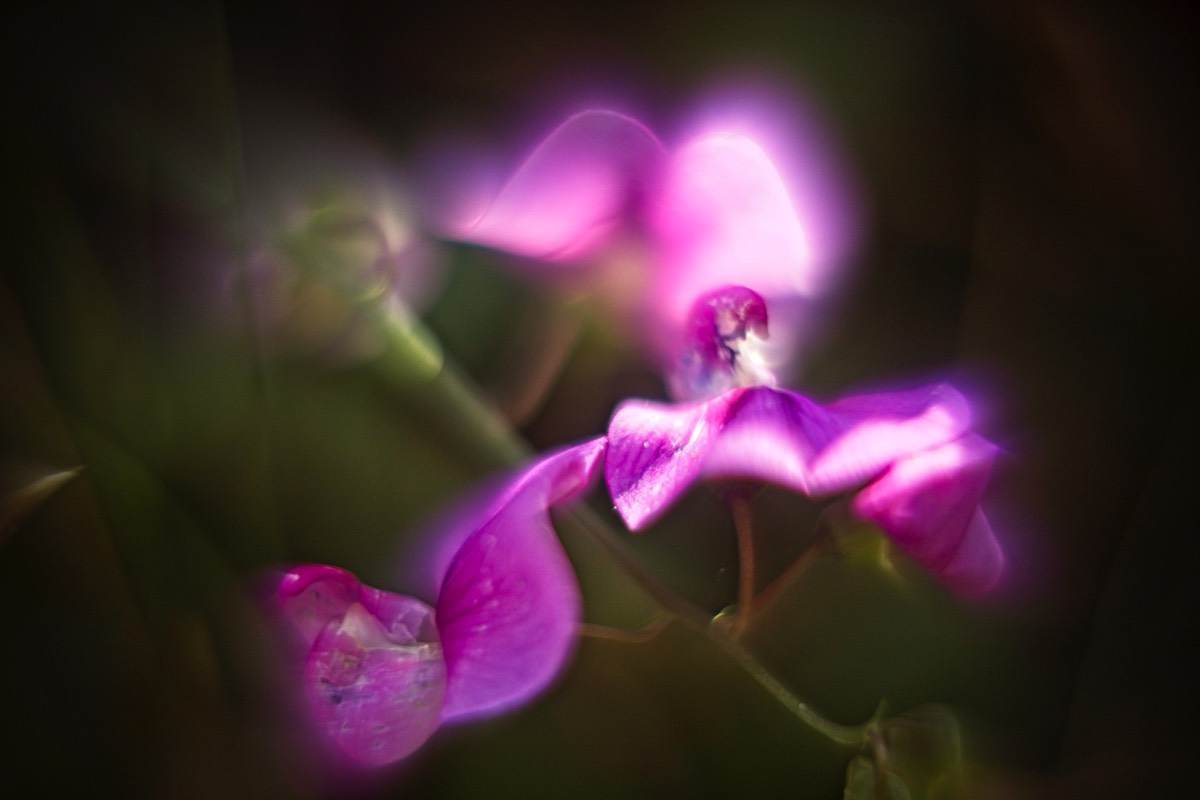 Series of images taken by Steve Cushing on Carl Zeiss Jena R-Biotar 50 f0.7 and mirrorless camera using old lens and homemade adapter. 