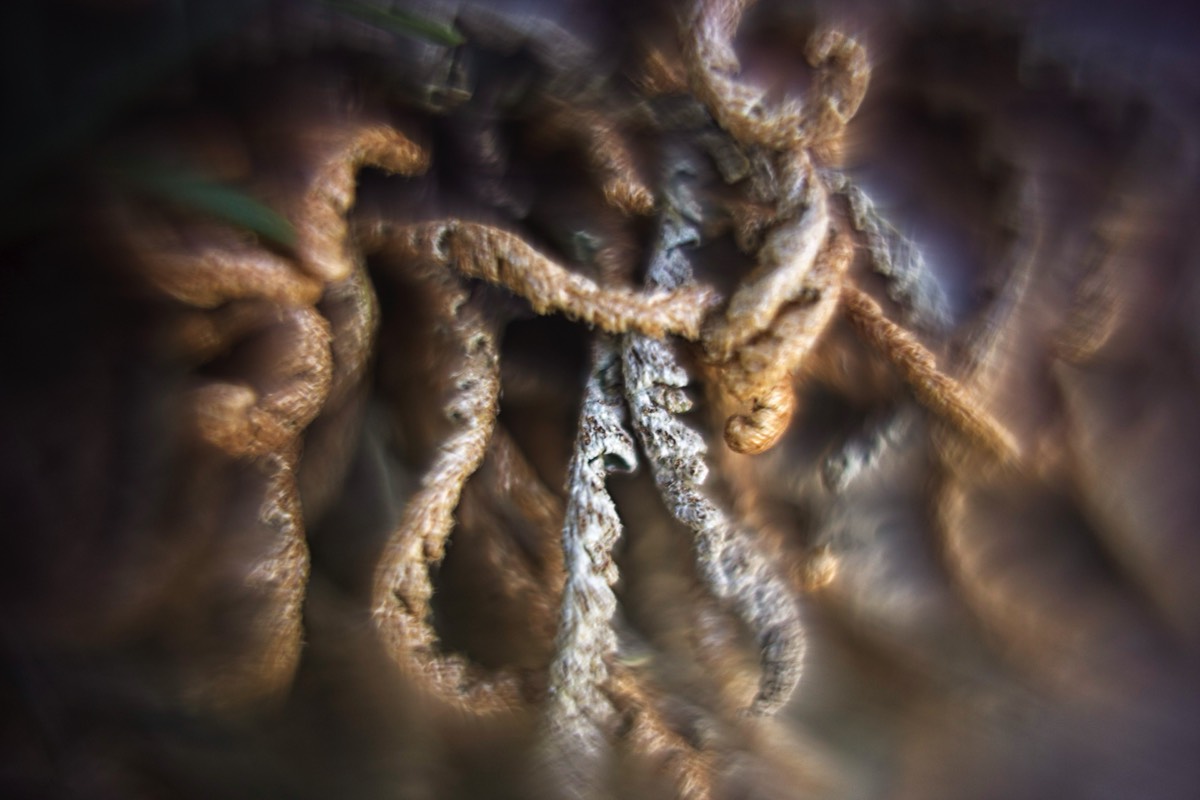 Series of images taken by Steve Cushing on Carl Zeiss Jena R-Biotar 50 f0.7 and mirrorless camera using old lens and homemade adapter. 