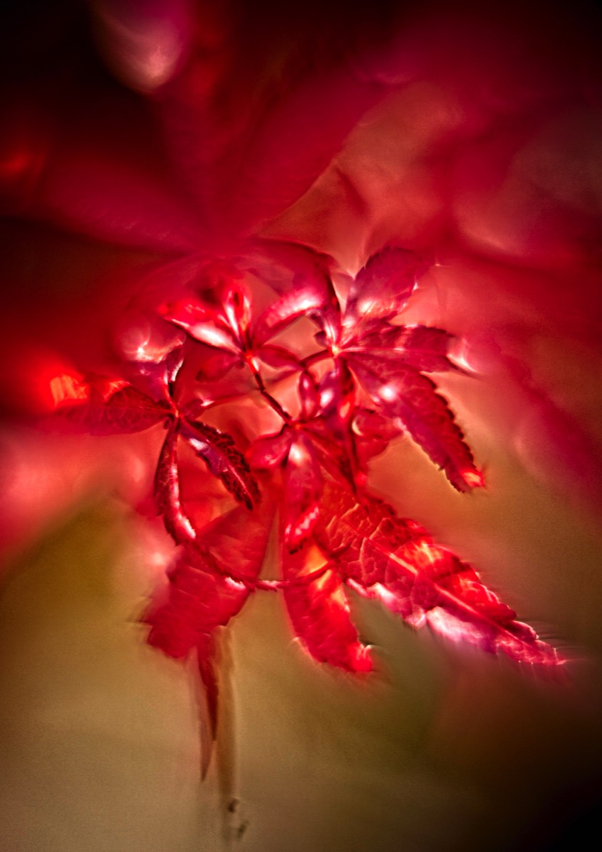 Series of images taken by Steve Cushing on Carl Zeiss Jena R-Biotar 50 f0.7 and mirrorless camera using old lens and homemade adapter. 