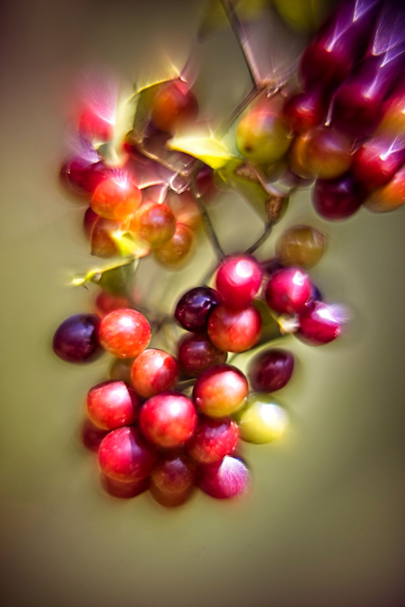 Series of images taken by Steve Cushing on Carl Zeiss Jena R-Biotar 50 f0.7 and mirrorless camera using old lens and homemade adapter. 