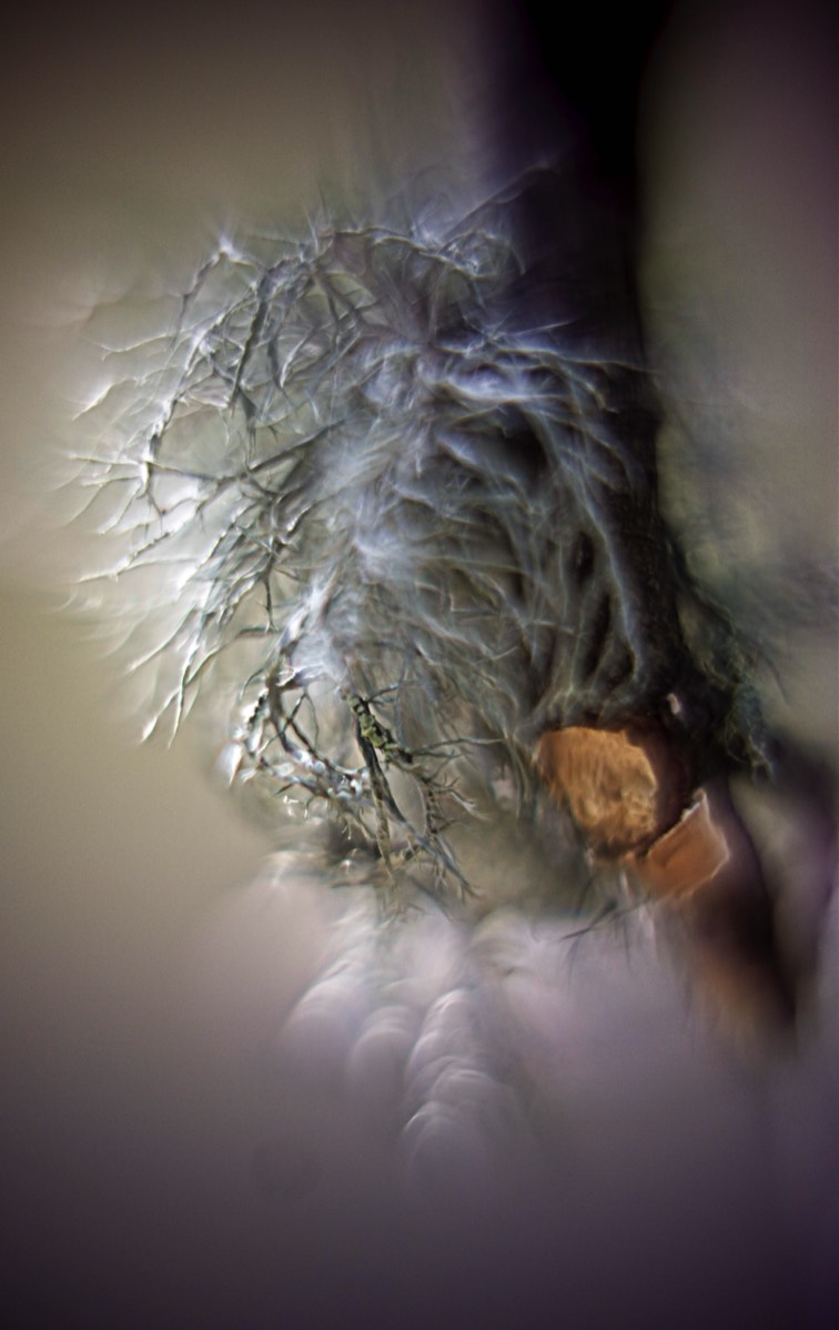 Series of images taken by Steve Cushing on Carl Zeiss Jena R-Biotar 50 f0.7 and mirrorless camera using old lens and homemade adapter. 