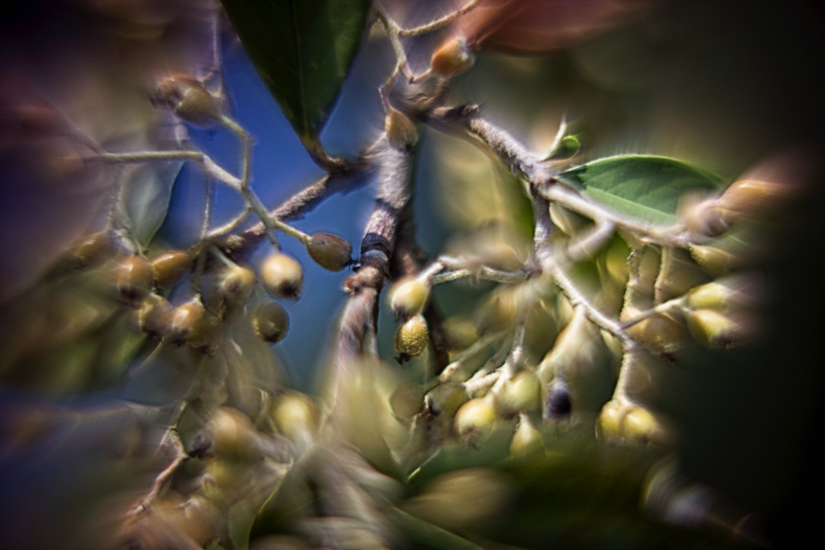 Series of images taken by Steve Cushing on Carl Zeiss Jena R-Biotar 50 f0.7 and mirrorless camera using old lens and homemade adapter. 