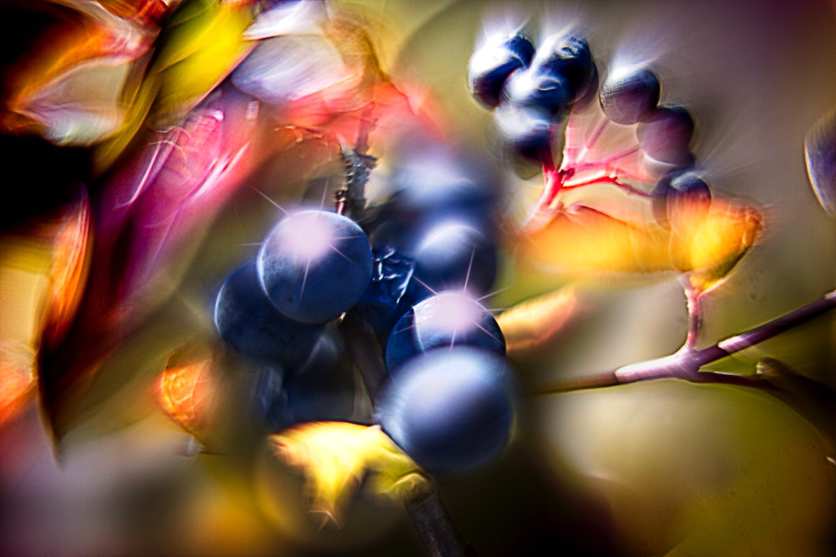 Series of images taken by Steve Cushing on Carl Zeiss Jena R-Biotar 50 f0.7 and mirrorless camera using old lens and homemade adapter. 