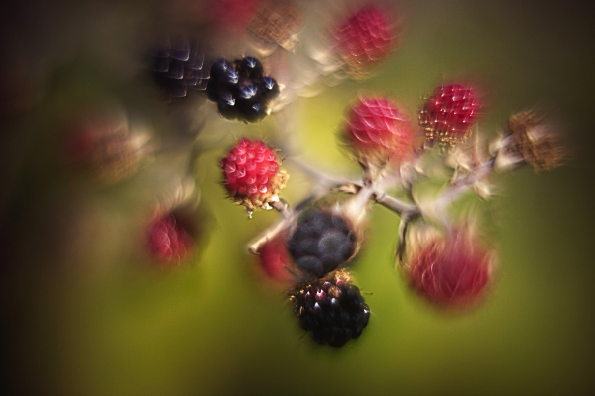 Series of images taken by Steve Cushing on Carl Zeiss Jena R-Biotar 50 f0.7 and mirrorless camera using old lens and homemade adapter. 